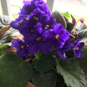 Emma's Flower African violet Simple